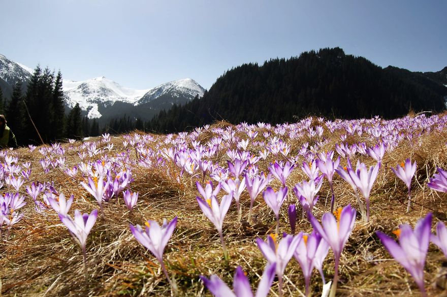 Close To My Heart, Places Covered With Carpets Of Beautiful Flowers