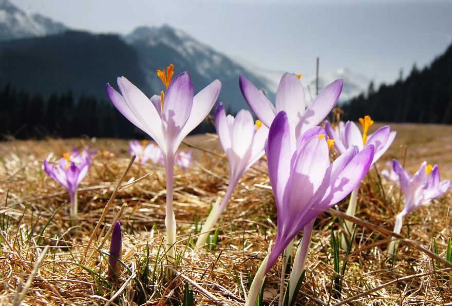 Close To My Heart, Places Covered With Carpets Of Beautiful Flowers