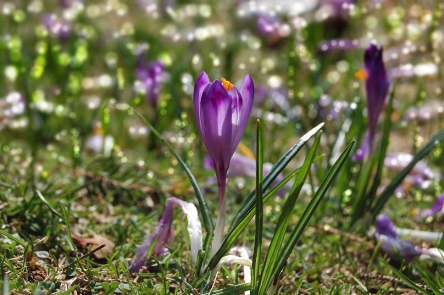 Close To My Heart, Places Covered With Carpets Of Beautiful Flowers
