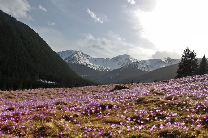 Close To My Heart, Places Covered With Carpets Of Beautiful Flowers