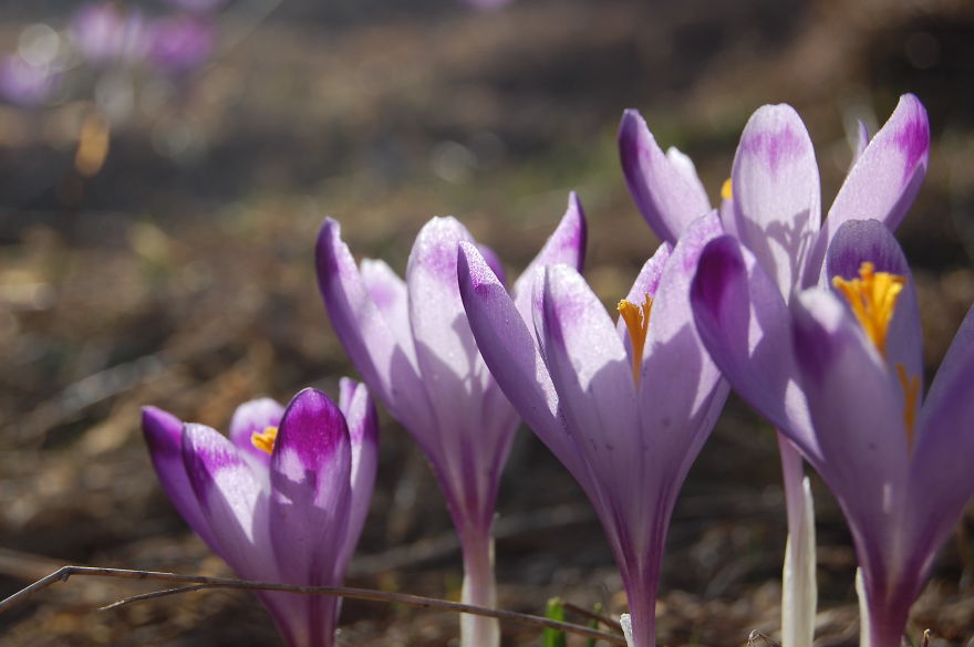 Close To My Heart, Places Covered With Carpets Of Beautiful Flowers