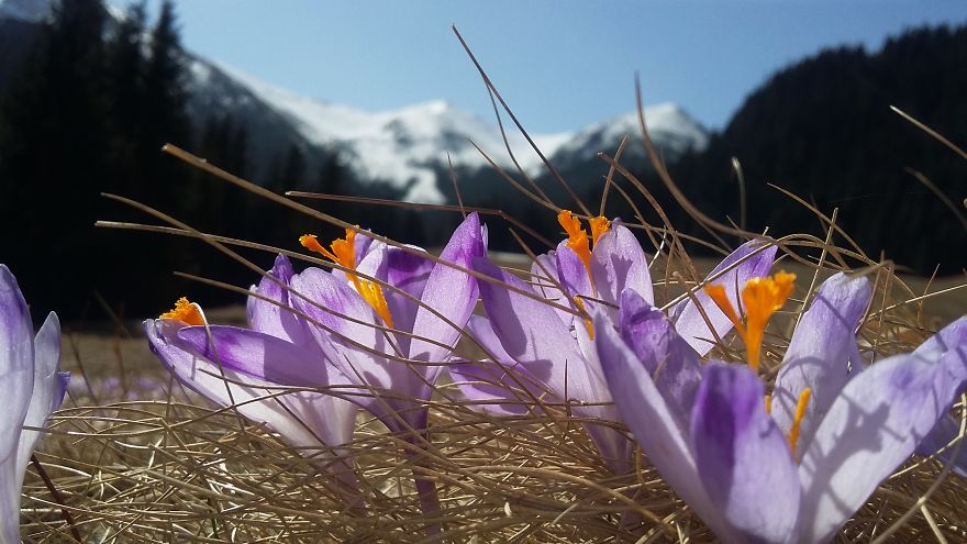 Close To My Heart, Places Covered With Carpets Of Beautiful Flowers