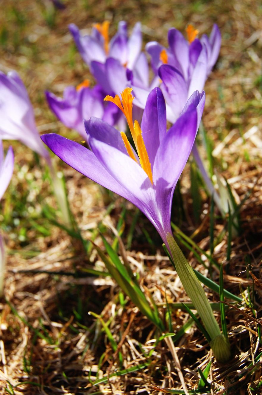 Close To My Heart, Places Covered With Carpets Of Beautiful Flowers