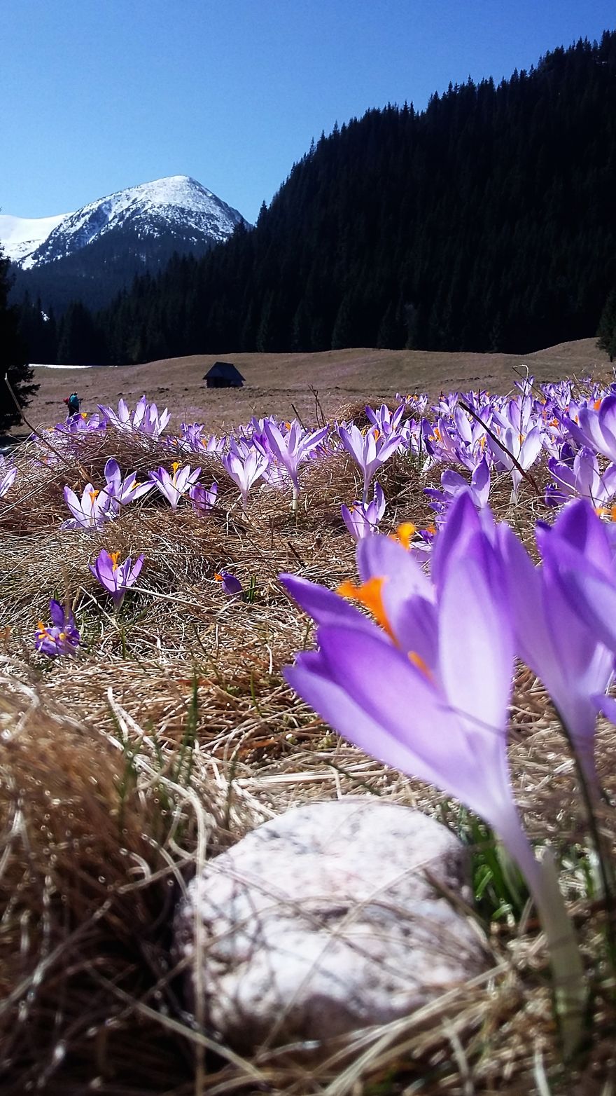 Close To My Heart, Places Covered With Carpets Of Beautiful Flowers