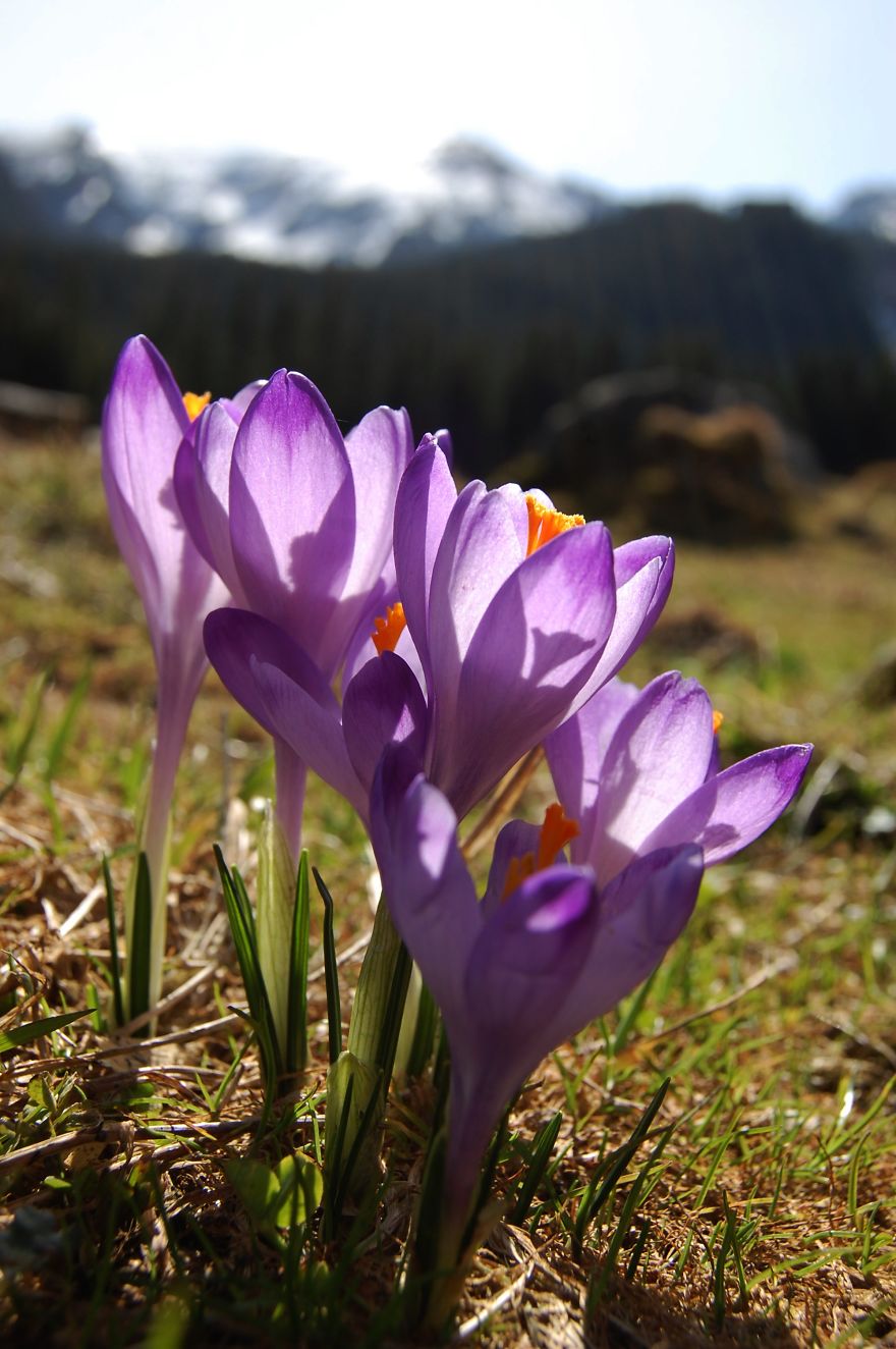 Close To My Heart, Places Covered With Carpets Of Beautiful Flowers