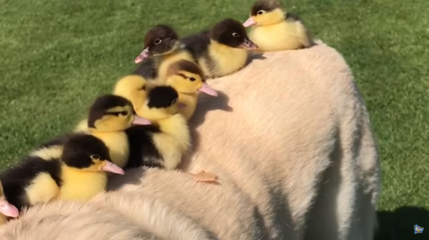 Labrador Becomes Renowned After Fostering 9 Orphaned Ducklings