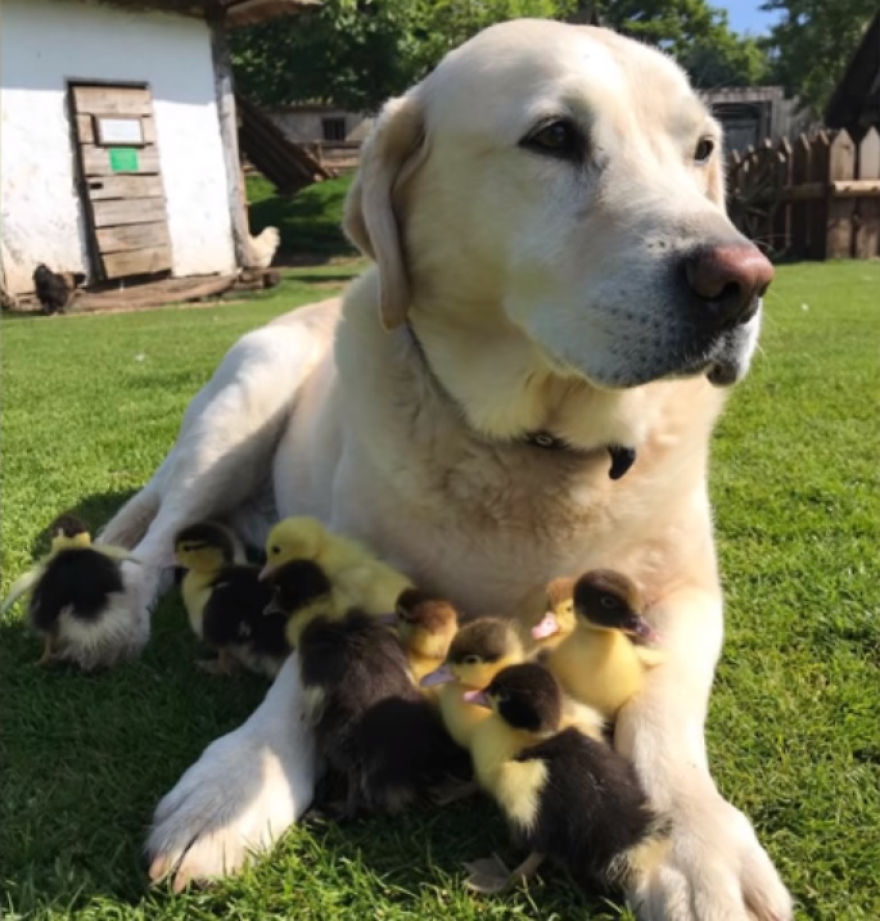 Labrador Becomes Renowned After Fostering 9 Orphaned Ducklings