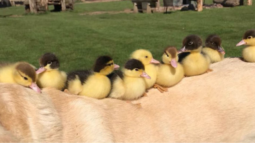 Labrador Becomes Renowned After Fostering 9 Orphaned Ducklings