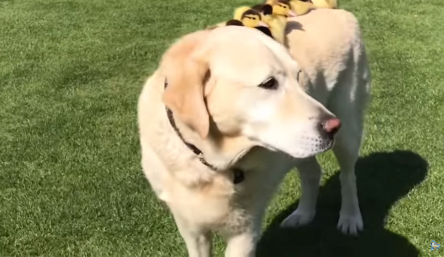 Labrador Becomes Renowned After Fostering 9 Orphaned Ducklings