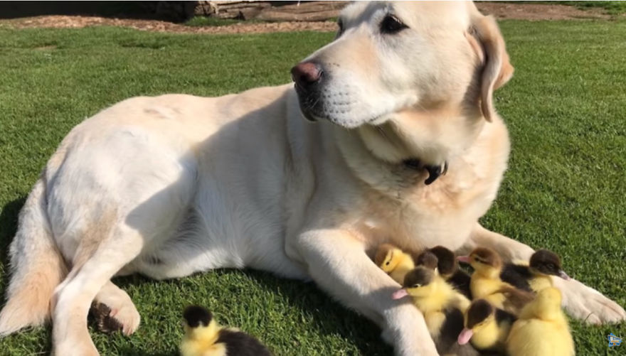 Labrador Becomes Renowned After Fostering 9 Orphaned Ducklings Labrador Becomes Renowned After Fostering 9 Orphaned Ducklings
