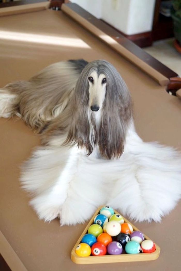 Man Spends Thousands Of Dollars Trying To Keep His Dog's Hair Stylish Every Single Day