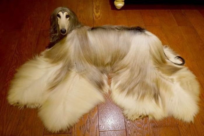 Man Spends Thousands Of Dollars Trying To Keep His Dog's Hair Stylish Every Single Day Man Spends Thousands Of Dollars Trying To Keep His Dog's Hair Stylish Every Single Day