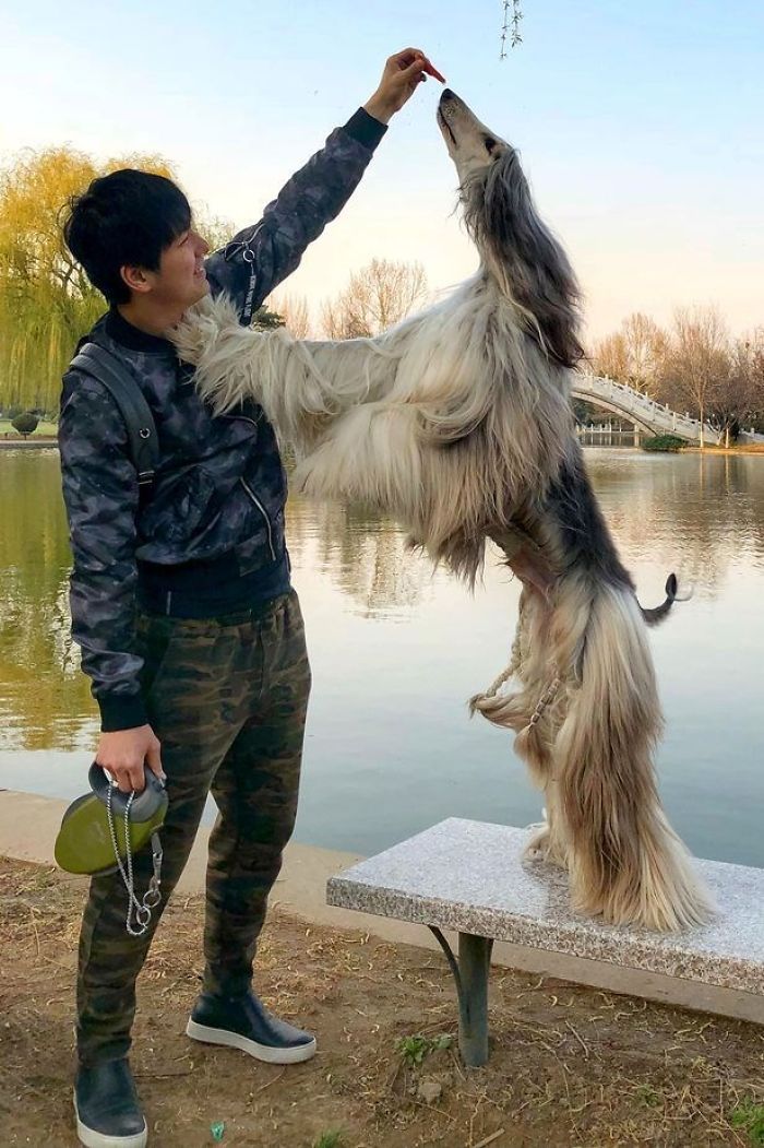 Man Spends Thousands Of Dollars Trying To Keep His Dog's Hair Stylish Every Single Day Man Spends Thousands Of Dollars Trying To Keep His Dog's Hair Stylish Every Single Day
