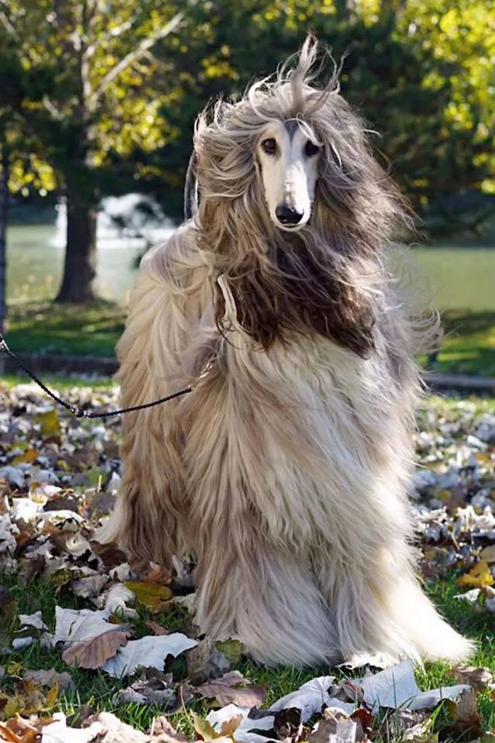 Man Spends Thousands Of Dollars Trying To Keep His Dog's Hair Stylish Every Single Day