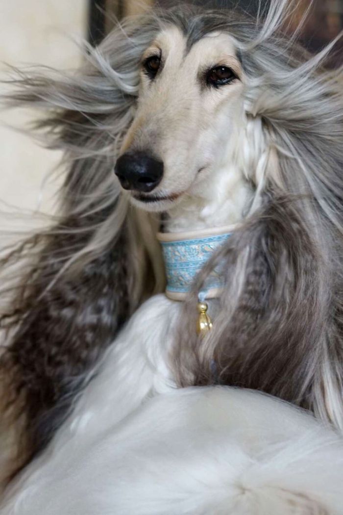 Man Spends Thousands Of Dollars Trying To Keep His Dog's Hair Stylish Every Single Day