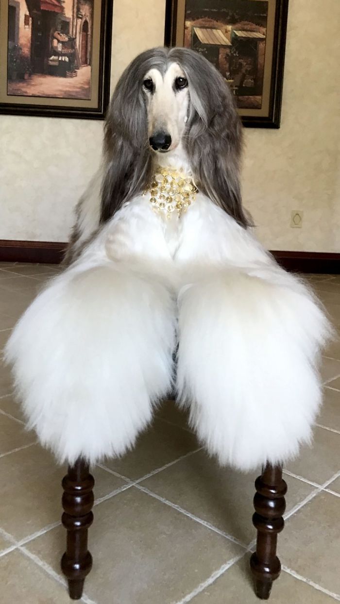 Man Spends Thousands Of Dollars Trying To Keep His Dog's Hair Stylish Every Single Day Man Spends Thousands Of Dollars Trying To Keep His Dog's Hair Stylish Every Single Day