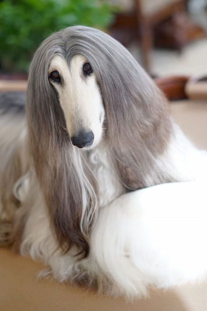 Man Spends Thousands Of Dollars Trying To Keep His Dog's Hair Stylish Every Single Day