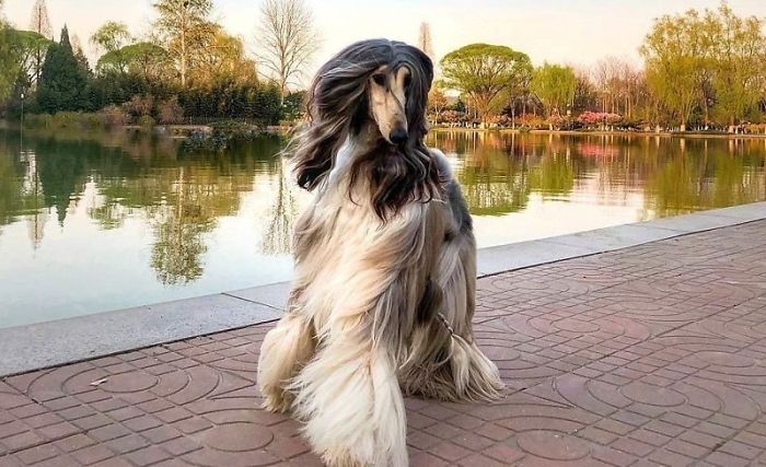 Man Spends Thousands Of Dollars Trying To Keep His Dog's Hair Stylish Every Single Day Man Spends Thousands Of Dollars Trying To Keep His Dog's Hair Stylish Every Single Day