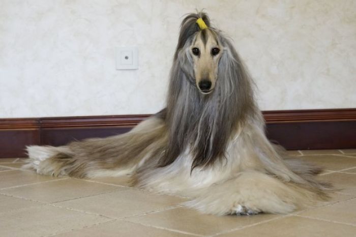 Man Spends Thousands Of Dollars Trying To Keep His Dog's Hair Stylish Every Single Day
