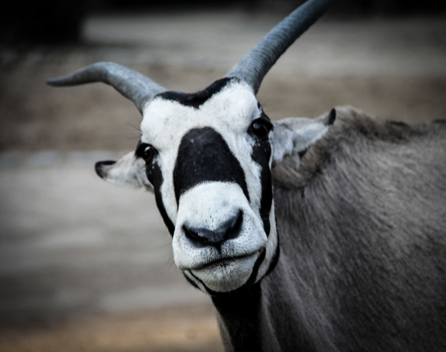 The Photography Session That Would Show You Why You Shouldn't Go To The Zoo Anymore
