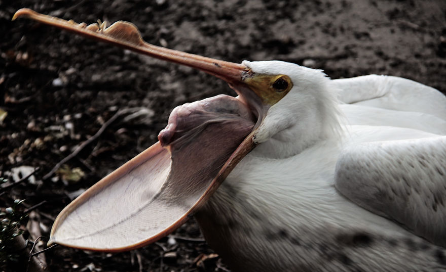 The Photography Session That Would Show You Why You Shouldn't Go To The Zoo Anymore