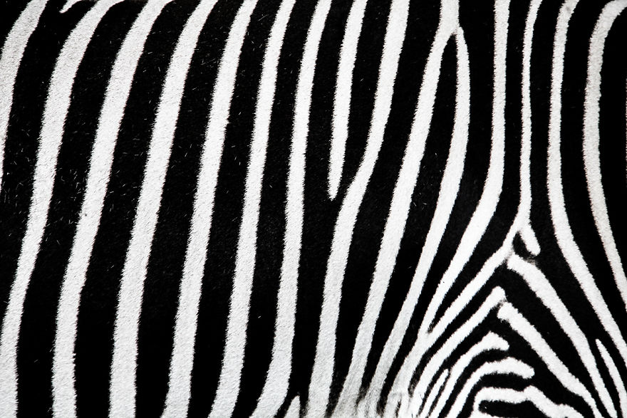 The Photography Session That Would Show You Why You Shouldn't Go To The Zoo Anymore