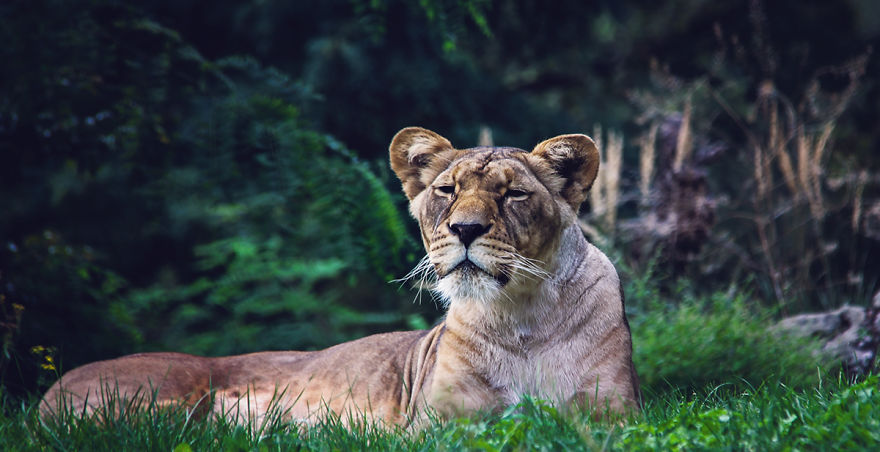 The Photography Session That Would Show You Why You Shouldn't Go To The Zoo Anymore