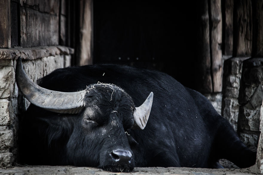 The Photography Session That Would Show You Why You Shouldn't Go To The Zoo Anymore