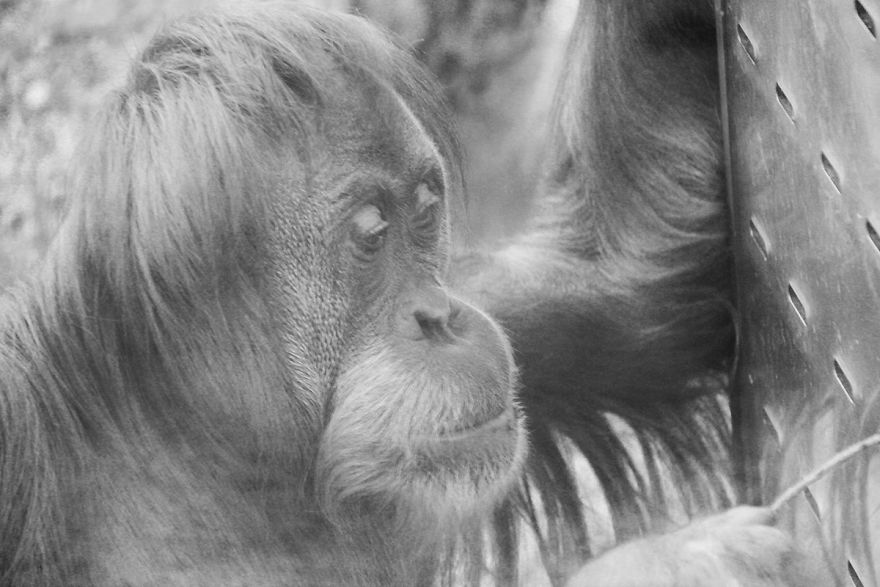 The Photography Session That Would Show You Why You Shouldn't Go To The Zoo Anymore