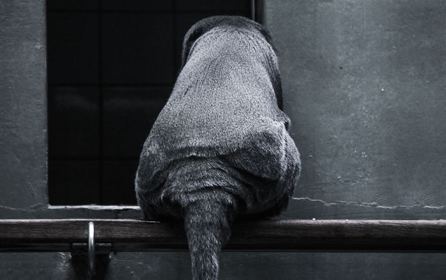The Photography Session That Would Show You Why You Shouldn't Go To The Zoo Anymore