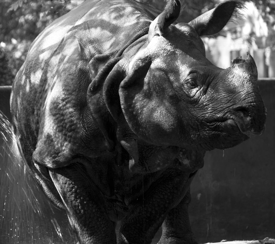 The Photography Session That Would Show You Why You Shouldn't Go To The Zoo Anymore The Photography Session That Would Show You Why You Shouldn't Go To The Zoo Anymore