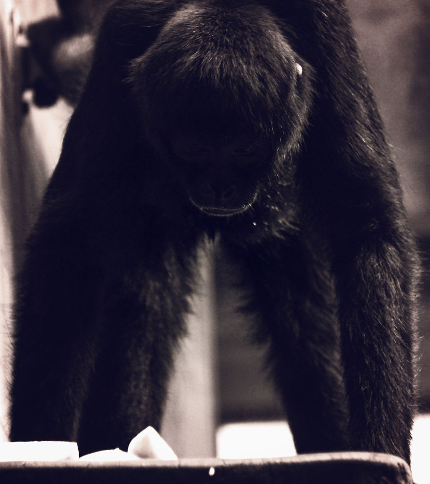 The Photography Session That Would Show You Why You Shouldn't Go To The Zoo Anymore