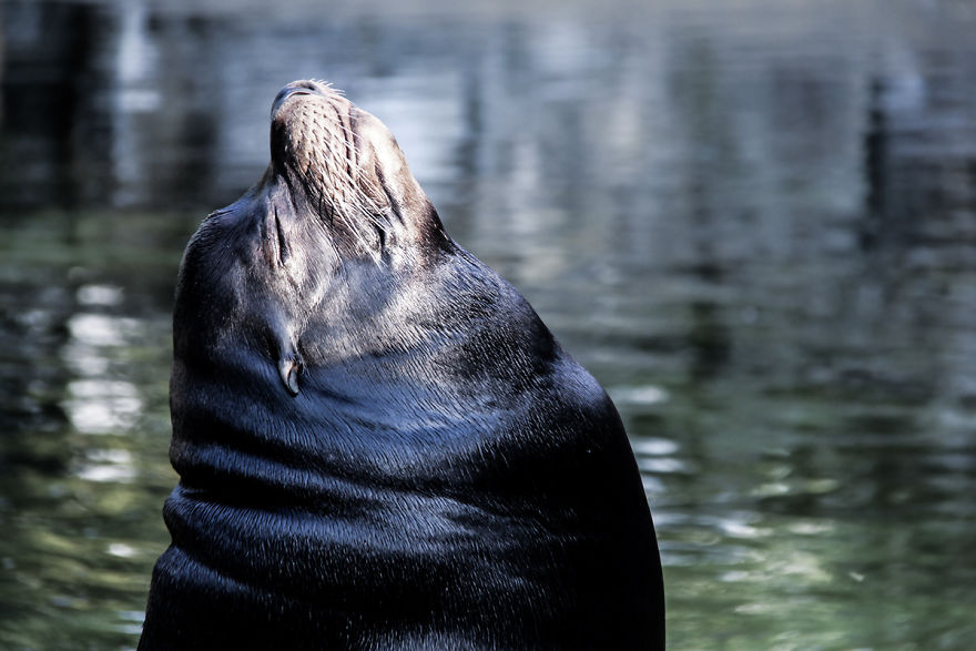 The Photography Session That Would Show You Why You Shouldn't Go To The Zoo Anymore