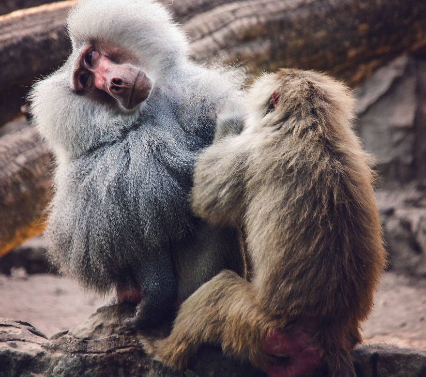 The Photography Session That Would Show You Why You Shouldn't Go To The Zoo Anymore