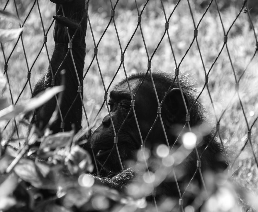 The Photography Session That Would Show You Why You Shouldn't Go To The Zoo Anymore