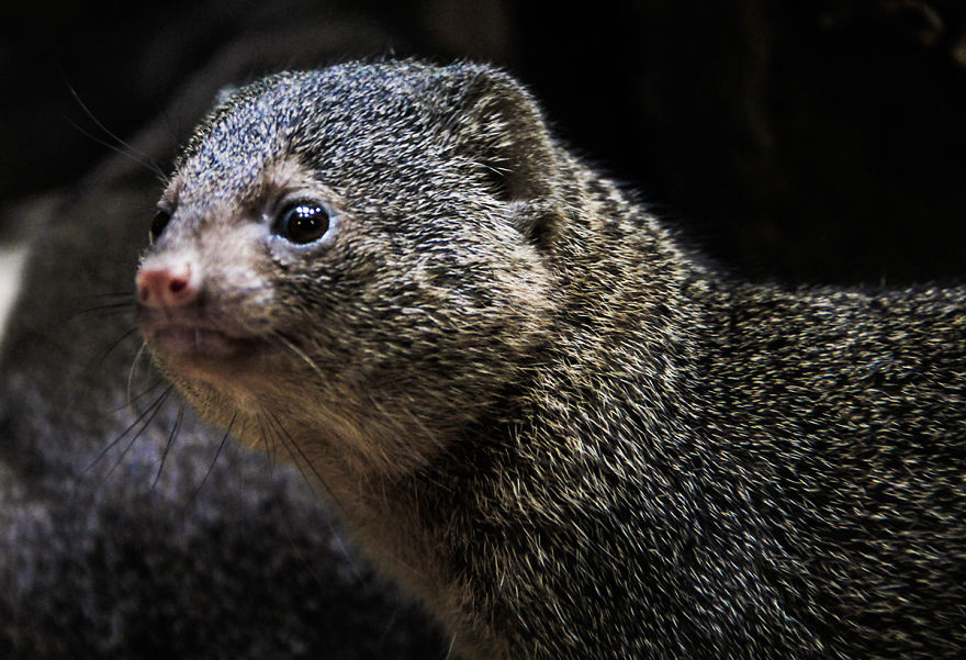The Photography Session That Would Show You Why You Shouldn't Go To The Zoo Anymore