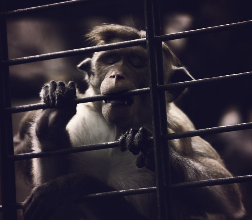 The Photography Session That Would Show You Why You Shouldn't Go To The Zoo Anymore