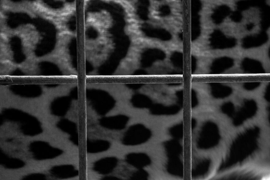 The Photography Session That Would Show You Why You Shouldn't Go To The Zoo Anymore