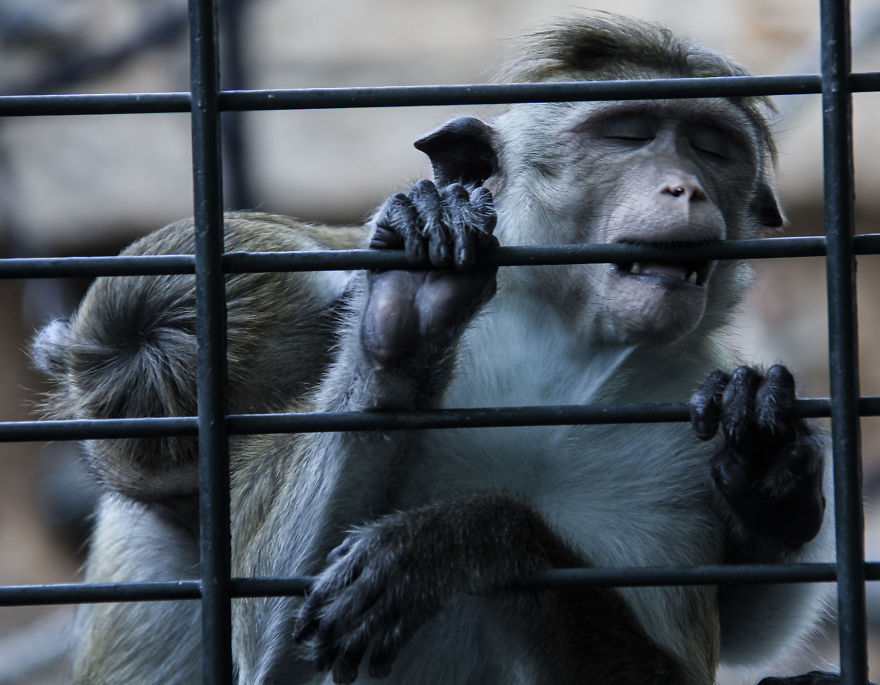 The Photography Session That Would Show You Why You Shouldn't Go To The Zoo Anymore