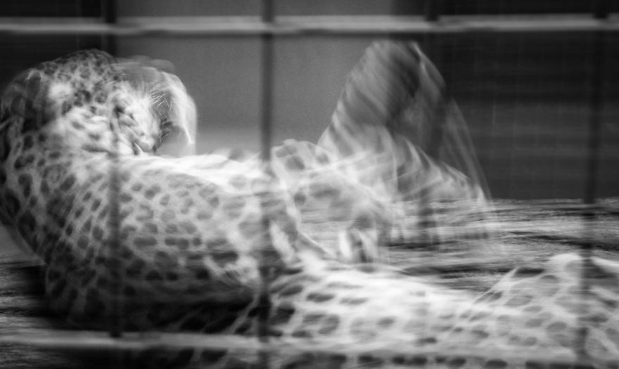 The Photography Session That Would Show You Why You Shouldn't Go To The Zoo Anymore