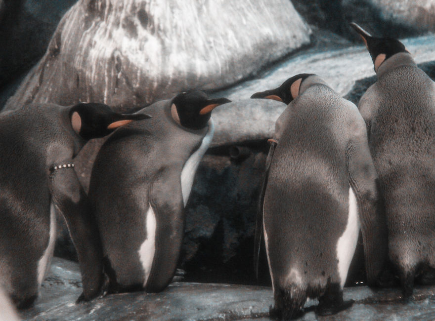 The Photography Session That Would Show You Why You Shouldn't Go To The Zoo Anymore