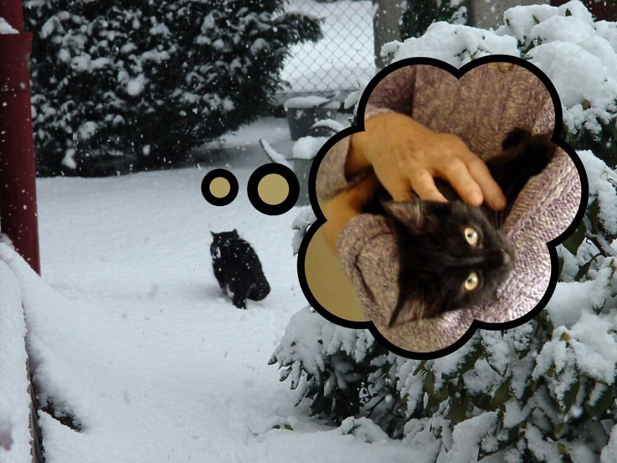 My Cat Is More Famous Than Me