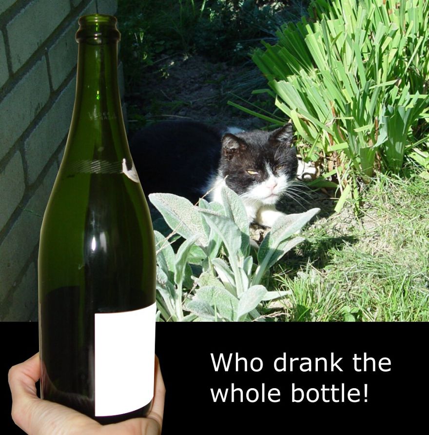 My Cat Is More Famous Than Me