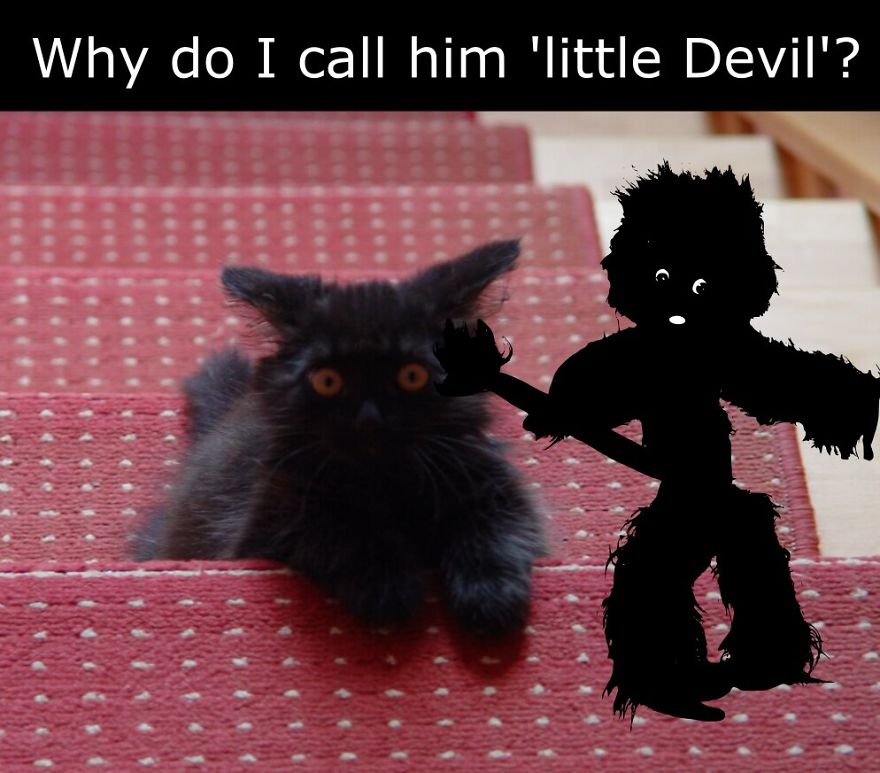 My Cat Is More Famous Than Me