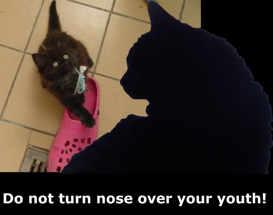 My Cat Is More Famous Than Me