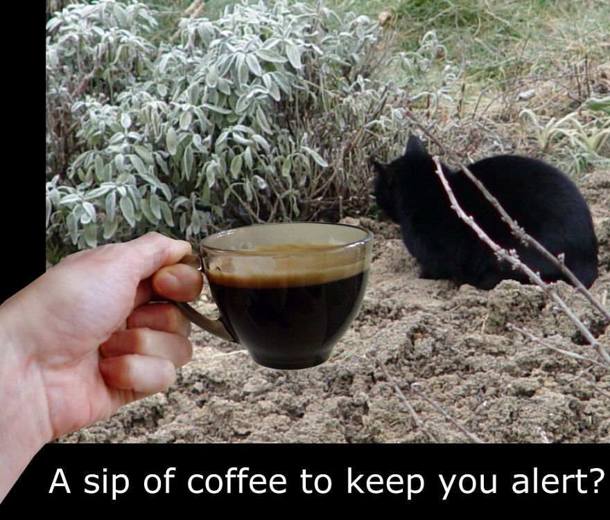 My Cat Is More Famous Than Me