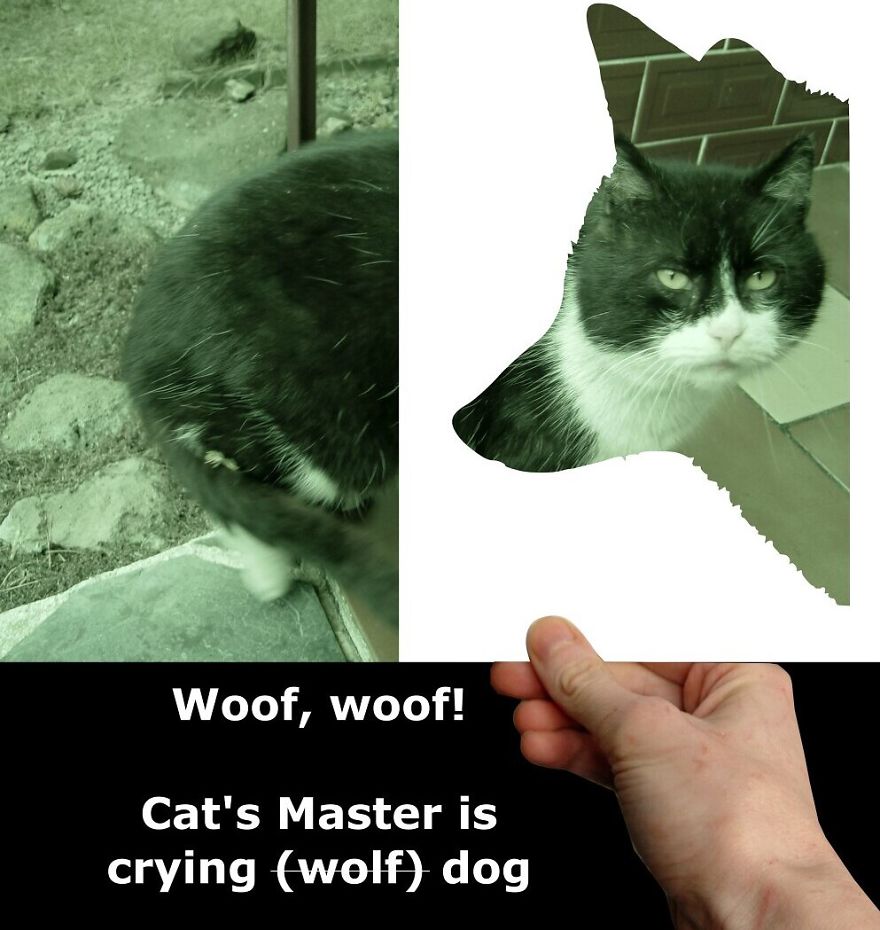 My Cat Is More Famous Than Me