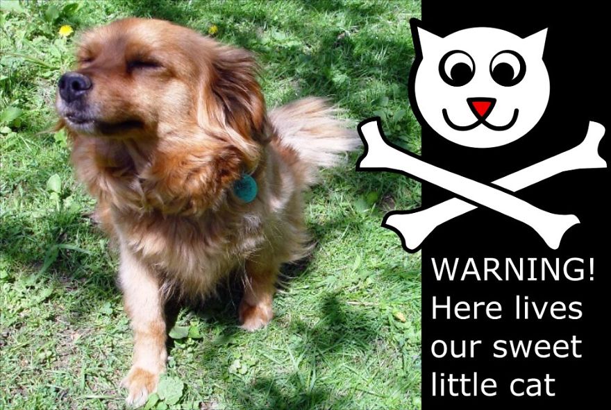 My Cat Is More Famous Than Me