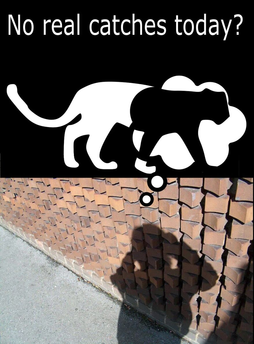 My Cat Is More Famous Than Me