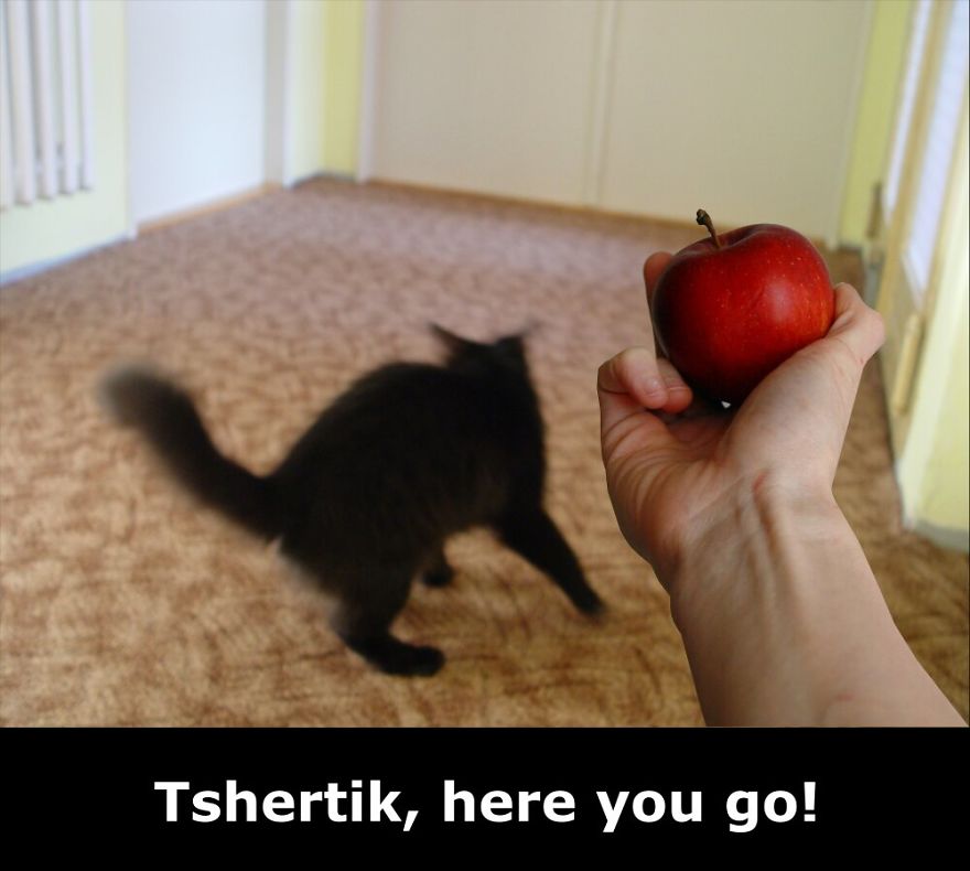 My Cat Is More Famous Than Me